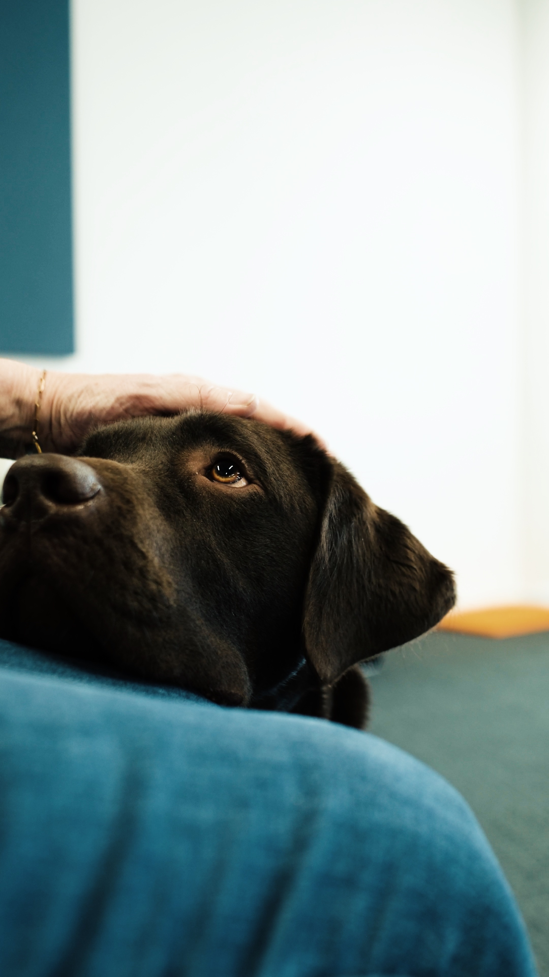 Animundo E-Magazine